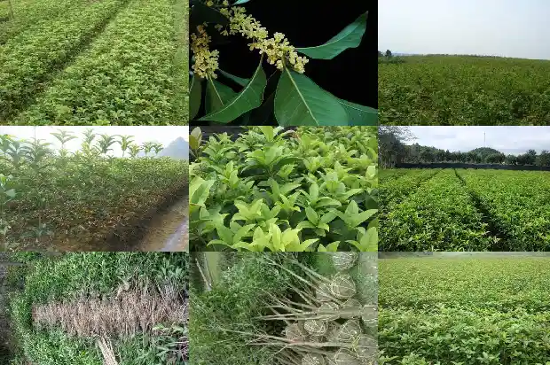家有桂花的寓意是什么意思1684198858868