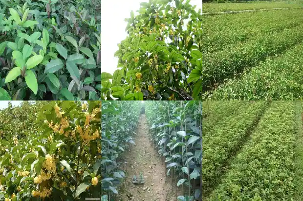 桂花树10公分长多久能开花1690072838510