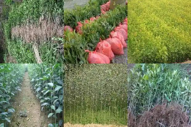 桂花茶适合冬天饮用吗1689467882595