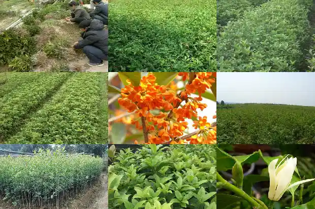 桂花的象征什么1684198890506