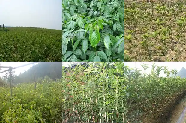 桂花的象征什么1684198890553