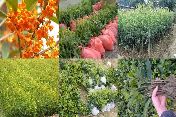 桂花什么寓意1684198902406