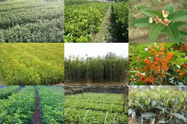 桂花什么寓意1684198902453