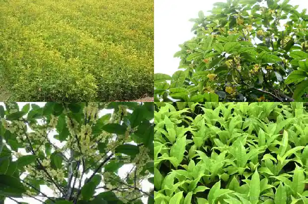 桂花有什么寓意和象征1684198923980