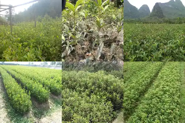 桂花有什么寓意和象征1684198924028