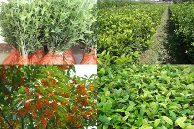 桂花有什么寓意和象征1684198924075