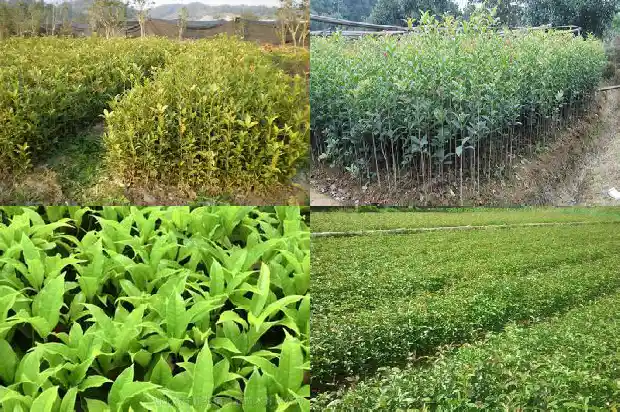 桂花有什么寓意和象征1684198924123