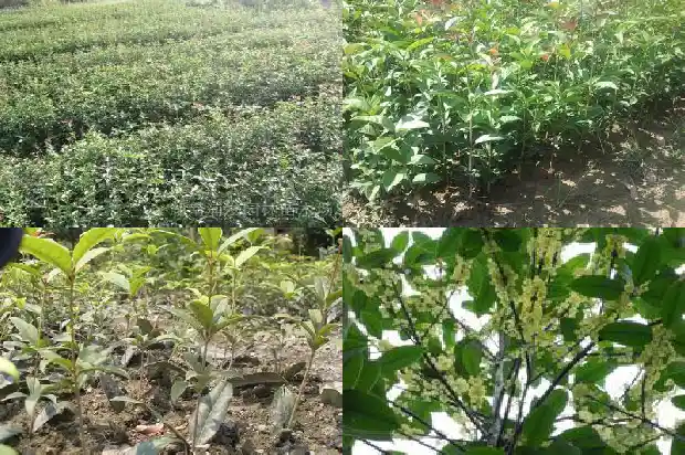 桂花的寓意象征是什么1684198941345