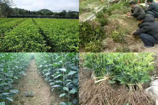 家庭种桂花树有什么寓意呢1684198958208