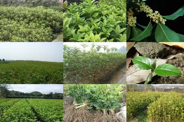 家庭种桂花树有什么寓意呢1684198958255