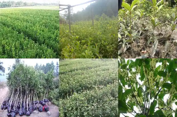 家庭种桂花树有什么寓意呢1684198958302