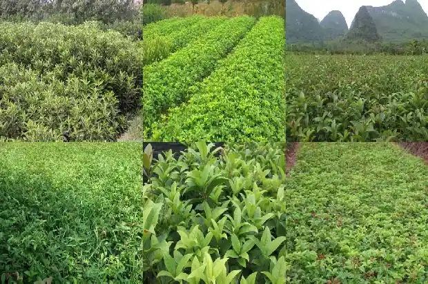 家庭种桂花树有什么寓意和象征1684198970152