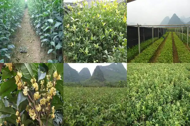 家庭种桂花树有什么寓意和象征1684198970200