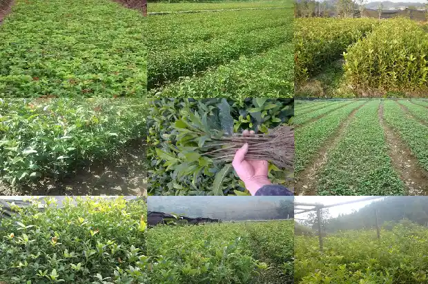 家庭种桂花树有什么寓意和象征1684198970248