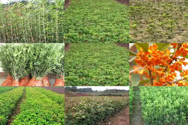 家庭种桂花树有什么寓意和风水1684198977575