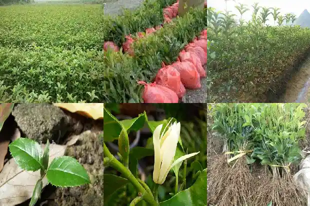 家庭种桂花树有什么寓意和风水1684198977623