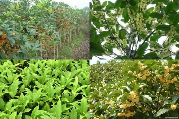 桂花树的寓意及象征意义是什么1684198989658