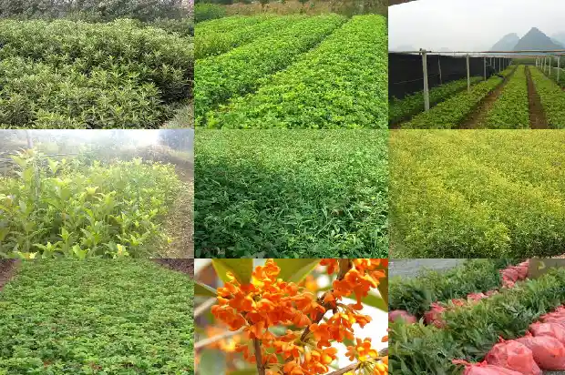 8月份移栽桂花树能成活吗北方天气1688862270703