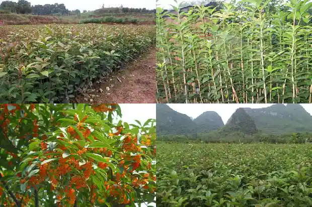 桂花树的寓意及象征意义是什么1684198989752
