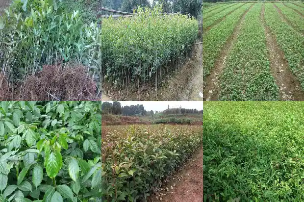 桂花树的象征意义是什么呢1684199001796