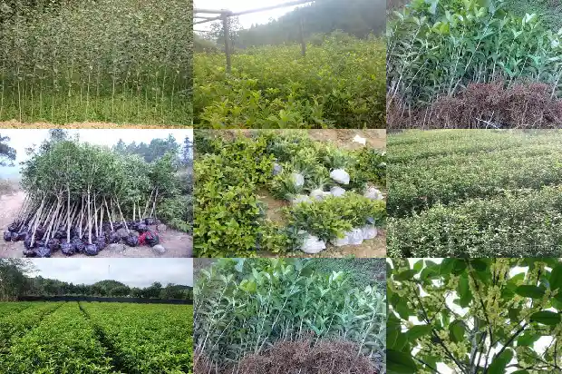 桂花树的象征意义是什么呢1684199001843