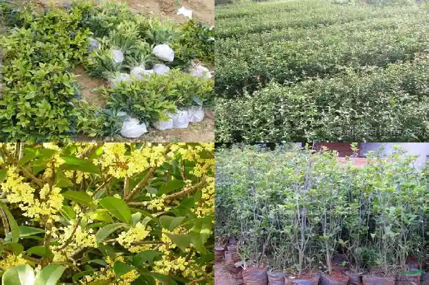 桂花的食用和药用价值有哪些1689313497020