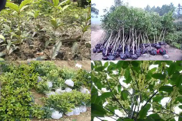 家门口有一颗桂花树 对风水有影响吗1684199019198