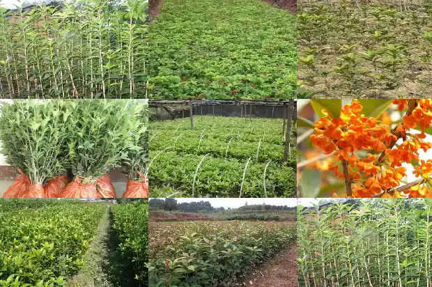 家门口有一颗桂花树 对风水有影响吗1684199019246