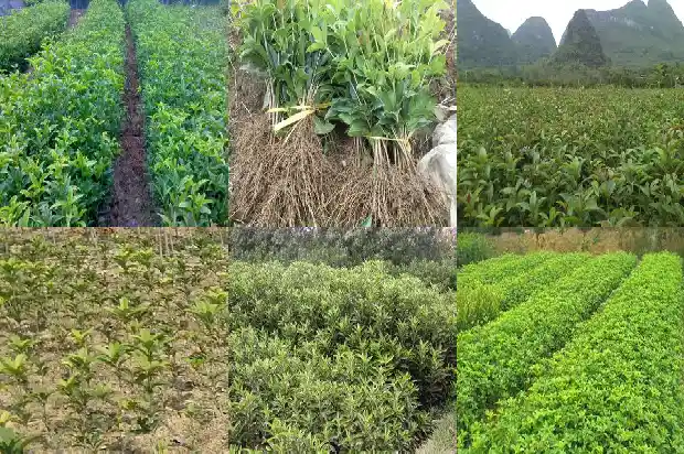 家门口栽桂花树有什么好处吗1684199030932