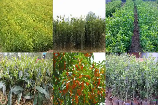 家门口栽桂花树有什么好处吗1684199030980