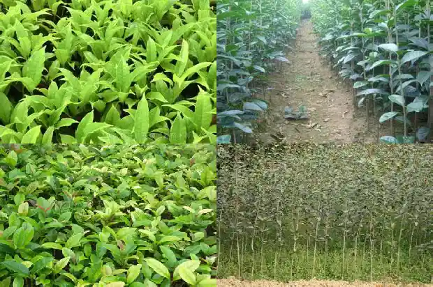 家门口栽桂花树有什么好处吗1684199031028