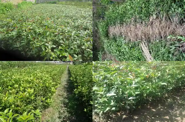 家门口栽桂花树有什么好处吗1684199031075
