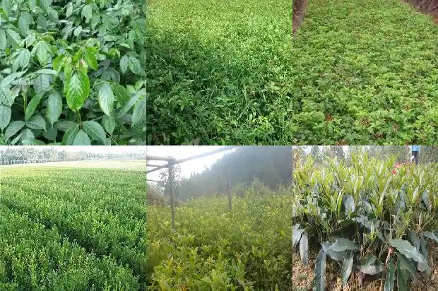 家里栽桂花树的好处1684199038620