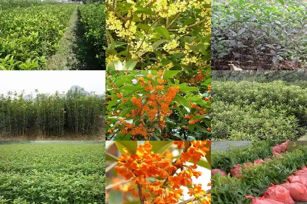 家里栽桂花树的好处1684199038667