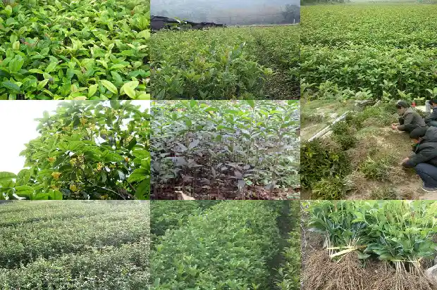 在家门前种桂花树好不好呀1684199046006