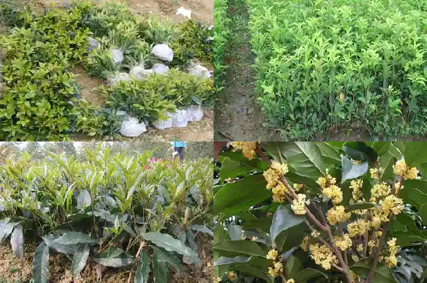 门前种桂花树好吗?1684199053521