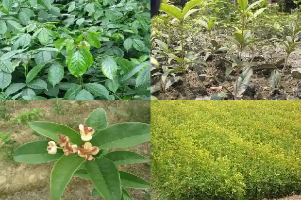 门前种桂花树好吗?1684199053569