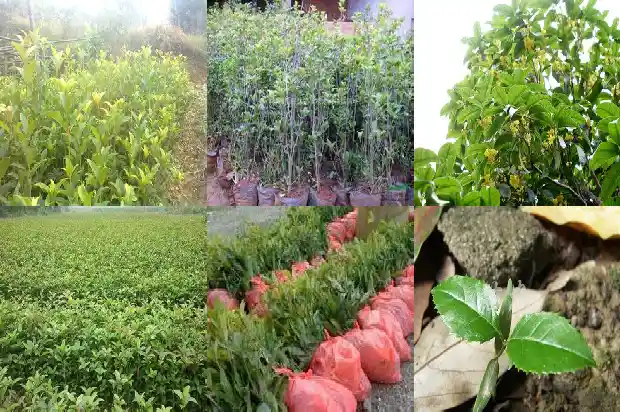家门口桂花树好不好1684199064963