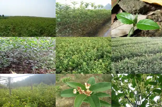 家门口桂花树好不好1684199065009