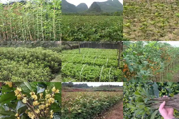 家门口桂花树好不好1684199065057