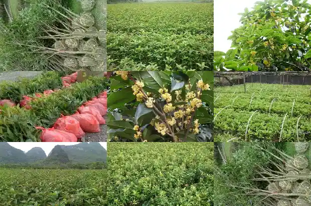 家门口有桂花树的寓意和象征风水1684199074708