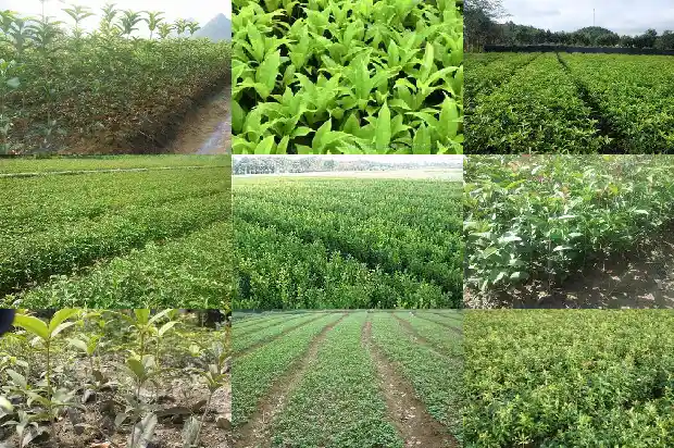 家门口有桂花树的寓意和象征风水1684199074756
