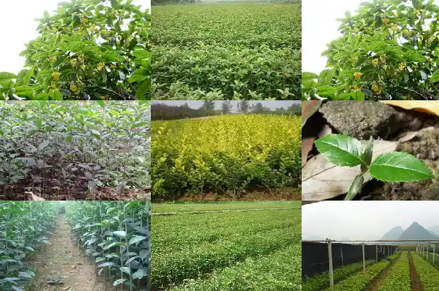 家门口有桂花树的寓意和象征什么1684199082321