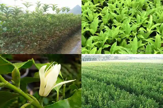 家门口有桂花树的寓意和象征什么1684199082369