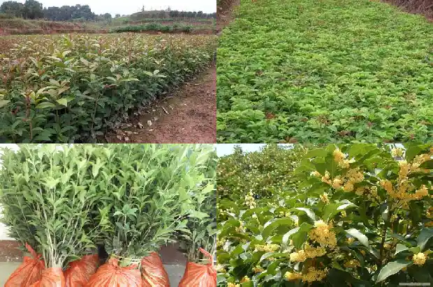 家门口有桂花树好不好呀1684199101838