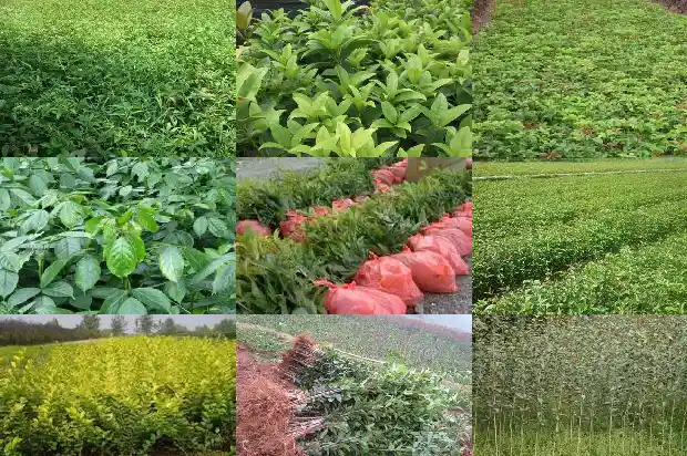 桂花树枝发白怎么办1688348638666