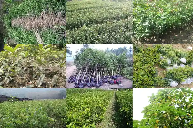 院里种一棵桂花树有什么说法1684199142694
