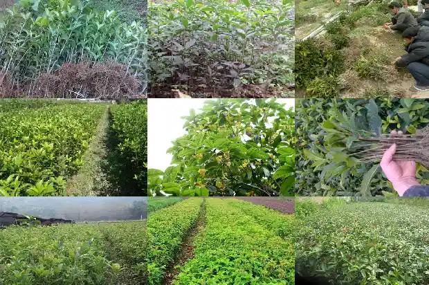 院里种一棵桂花树有什么说法1684199142741