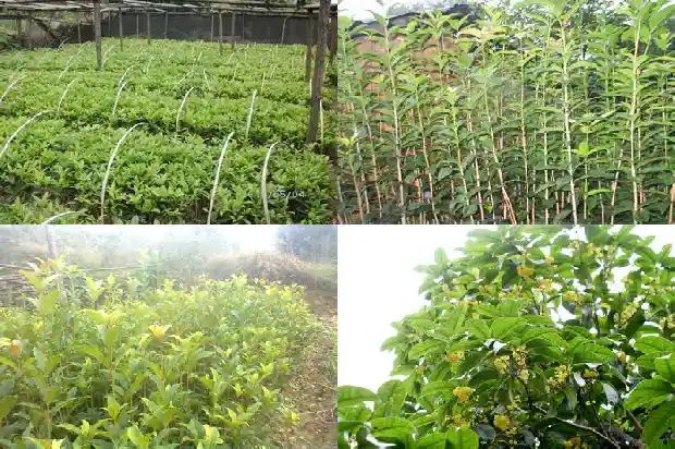 院里种一棵桂花树有什么说法1684199142788