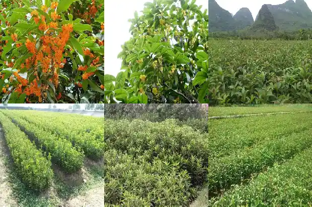 在家种桂花树有什么讲究1684199150334